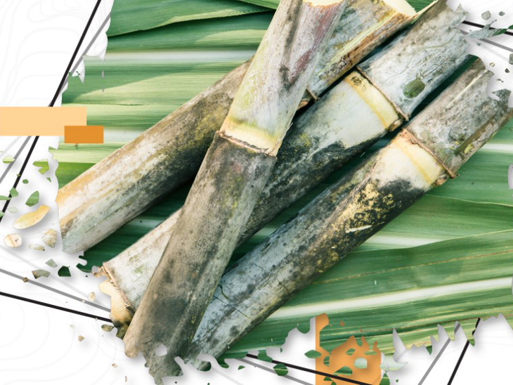 Tecnologia da Informação no Setor Sucroenergético Brasileiro será discutida na 4ª edição do Esalqshow