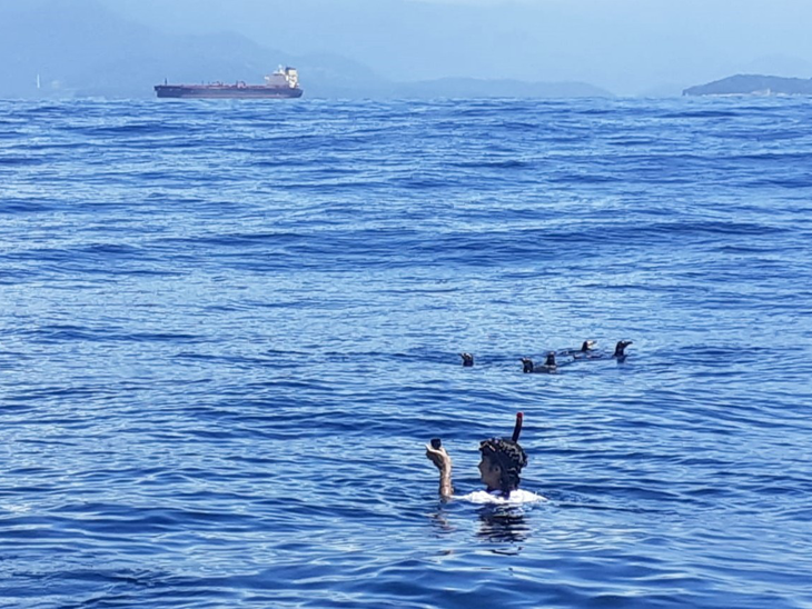 Projeto de Monitoramento de Praias solta mais de onze mil pinguins em Angra dos Reis