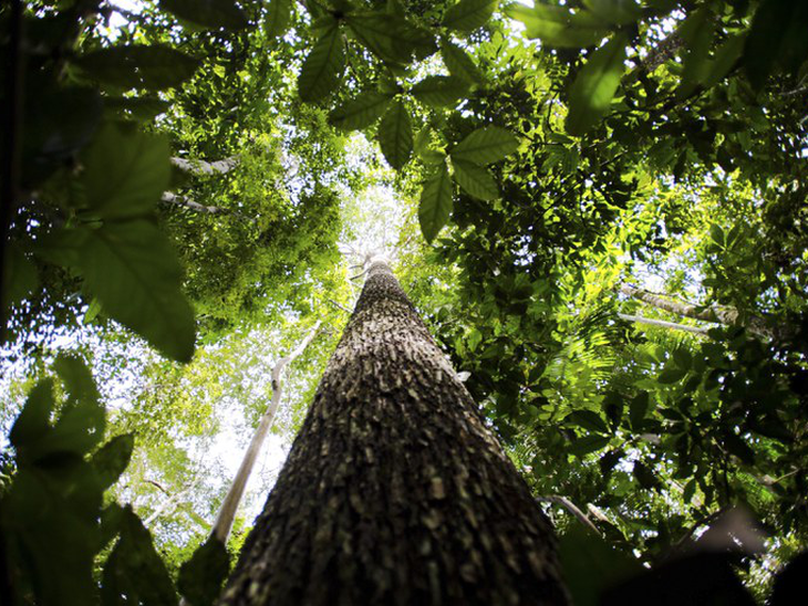 Programas voltados à proteção da Amazônia e outros biomas nacionais serão apresentados na COP27